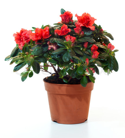 Azalea (3Pcs)